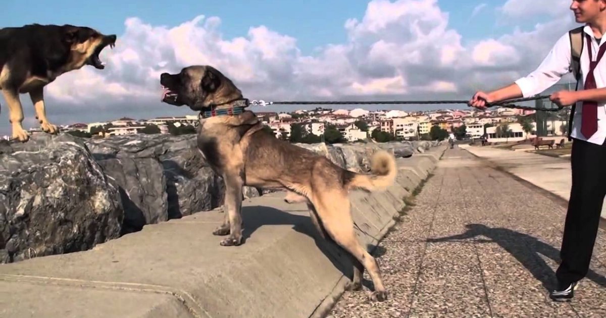 büyük köpek videoları